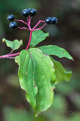 BB 11 0452 / Swida sanguinea / Villkornell
